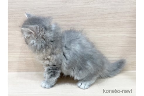 成約済の東京都のサイベリアン-94978の2枚目